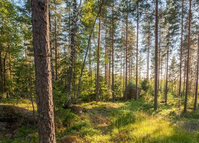 sustainable timber forest