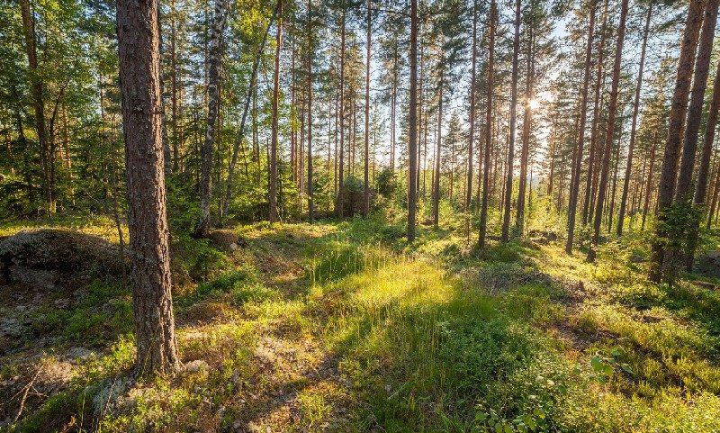 sustainable timber forest sustainable timber forest